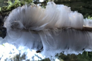 El extraño &quot;pelo de hielo&quot; que se forma en los bosques de Irlanda del Norte