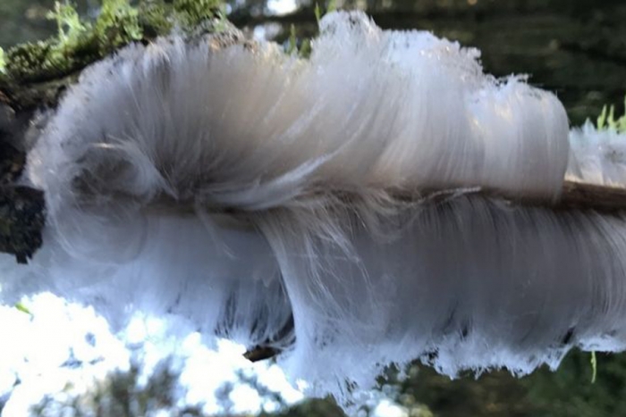 El extraño "pelo de hielo" que se forma en los bosques de Irlanda del Norte