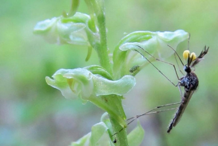 A los mosquitos también les gustan las flores