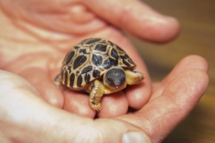 ¡Sorpresa! Tortuga se convierte en padre por primera vez a los 90 años