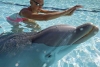 Desarrollan delfín robot para acuarios