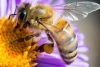 En México alistan jardines para preservar abejas