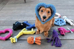 El grupo encuestó a los propietarios acerca de la conducta diaria de sus mascotas con respecto a estos objetos.