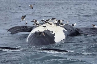 Encuentran 13 ballenas muertas en santuario de Argentina; las causas son desconocidas