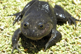 Reaparece la rana de Hall, especie que se creía extinta desde hace más de 80 años