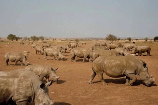 Subastarán en Sudáfrica el mayor criadero de rinocerontes del mundo
