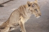 Rescatan a leones que se mantenían en cautiverio para ser cazados