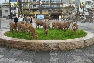 Animales &quot;toman&quot; las calles del mundo ante la pandemia