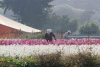 Preparan flor en San Francisco Putla para Día de Muertos