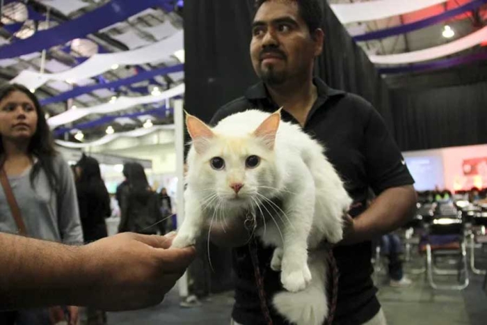 La Expo Vive Gatito regresa con la misión de ayudar a 10 mil &quot;michis&quot; sin hogar