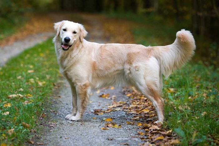 Descubrimiento de un gen alargaría la vida de los Golden Retriever