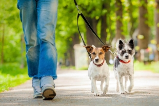 Tu mascota puede ayudarte a sobrellevar el Blue Monday