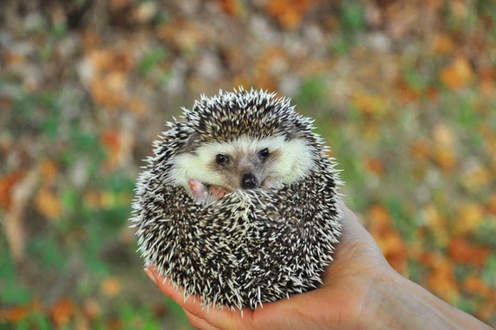 ¿Tendrías alguna? Estas son las mascotas más exóticas permitidas en México