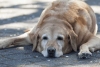 ¡No lo hagas! Ponerle agua a los perros callejeros puede ser peligroso por estos motivos