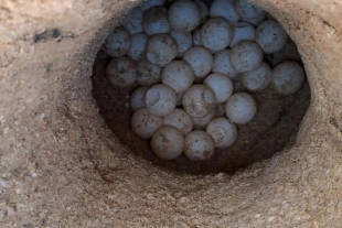 Según detallaron las autoridades, éstos fueron encontrados en diversas playas del litoral tamaulipeco