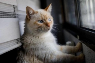 Lilly, la gata que salvó la vida de su familia al detectar una fuga de gas