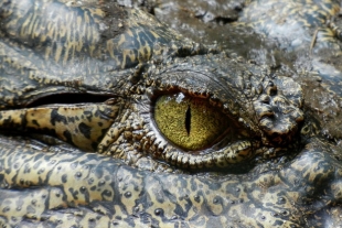 ¿Cómo funciona la visión de los cocodrilos?