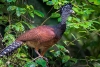 Reaparece hocofaisán en Quintana Roo, ave en peligro de extinción