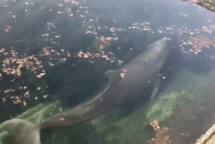 Acusan a complejo turístico de abandonar a delfines dentro de sus instalaciones