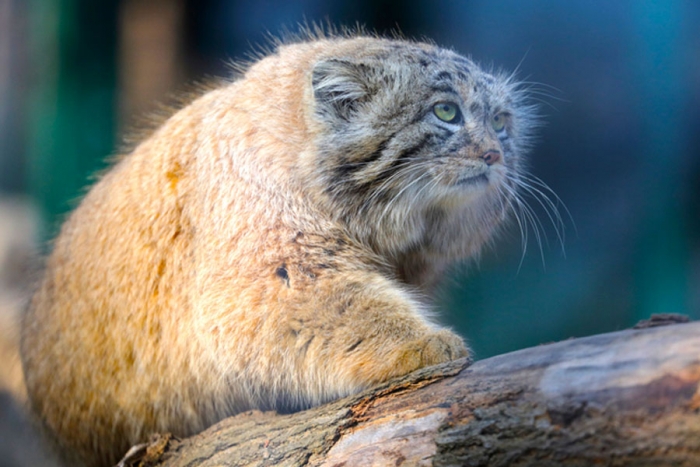 Letal y experto trepador: así es el manul, el gato salvaje siberiano