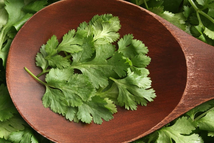 Cilantro: una hierba con múltiples beneficios para tu salud