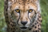 ¡Aplausos! la India reintroducirá 50 ejemplares de guepardo tras 70 años de ausencia