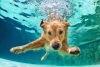 ¡Mini héroe! Niño salva a perrito de ahogarse en alberca