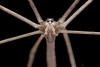 Arañas cara de ogro, no tienen oídos, pero son capaces de escuchar