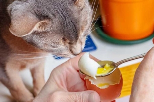 Huevo, un aliado fundamental en la alimentación de nuestras mascotas