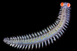 El gusano de cerdas Vanadis es, sin duda, una de las especies más extrañas que existen.