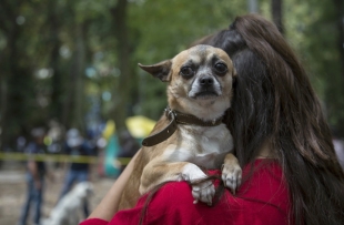 En congreso de la CDMX proponen hasta 3 años de prisión por robo de mascotas