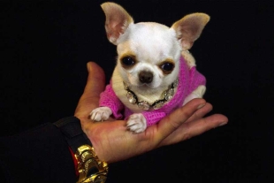 Con tan sólo 9 centímetros, una Chihuahua consigue el Guinness al perro más pequeño del mundo