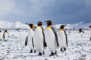 Los científicos examinaron los cambios en el momento de la reproducción de los pingüinos entre 2012 y 2022