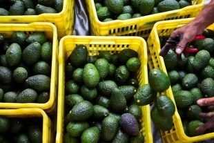 Los envíos de aguacate a Estados Unidos se regularán entre el primero y el 3 de julio