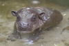Hipopótamo pigmeo nace en zoológico de San Diego