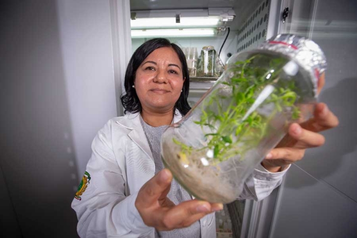 Leticia Buendía González, investigadora de la UAEMéx, cultiva plantas in vitro para tratar el cáncer cervicouterino y de pulmón