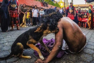 Se puede observar cómo el animal callejero hace muestras de consuelo