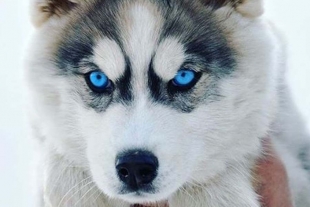 ¿Por qué los huskies tienen ojos azules?