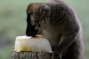Para combatir el calor, Zoológico de Barcelona refresca los alimentos de sus animales