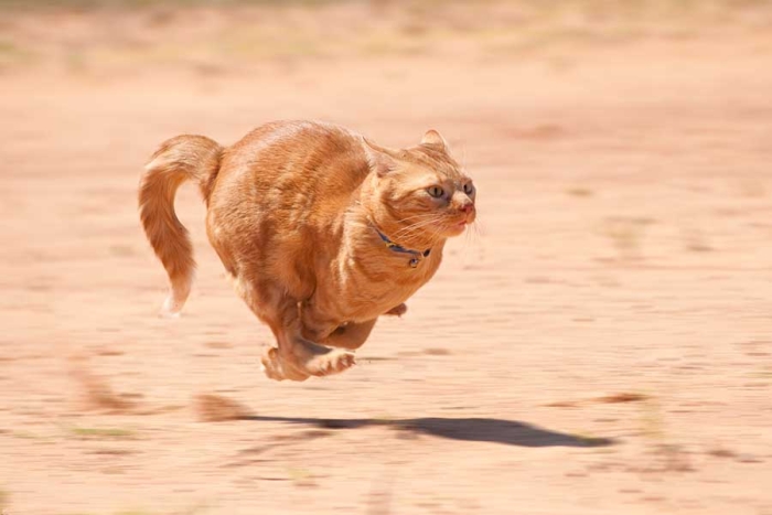 ¡Cuidado! Si tu gato empieza a correr de forma repentina, podría estar comunicando algo