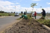 Proyecta Metepec sembrar y donar alrededor de 20 mil árboles y plantas este año