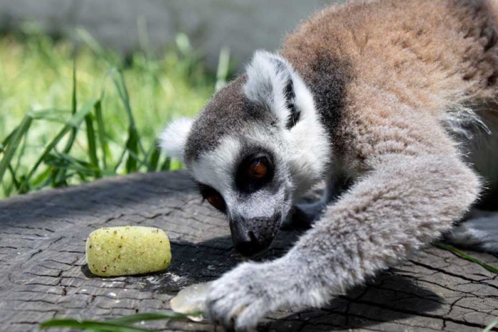 No se reportan enfermedades en animales del Zoológico de Zacango, por altas temperaturas