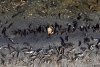 En alerta España por muerte masiva de peces y cangrejos