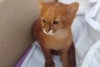Mujer adopta 'gatito' abandonado; en realidad era un puma