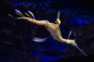 ¡Tienes que verlo! Aparece el primer dragón marino macho “embarazado” de 2023 en acuario de EU