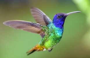 Estudio desvela la estrategia de los colibríes para encontrar comida y refugio