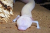 Salamandra lleva 7 años sin moverse ni un milímetro