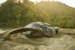 Tortuga laúd es vista desovando en Baja California Sur