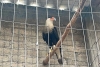 Rescatan 116 aves en cateo a criadero irregular en Atizapán