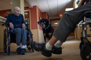 “El enfermero más tierno”: perrito se vuelve la mascota preferida en un asilo